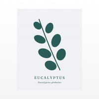 Eucalyptus Wall Art Print – Signed Limited Edition Giclée | Modern Gallery Decor — Unframed flat preview