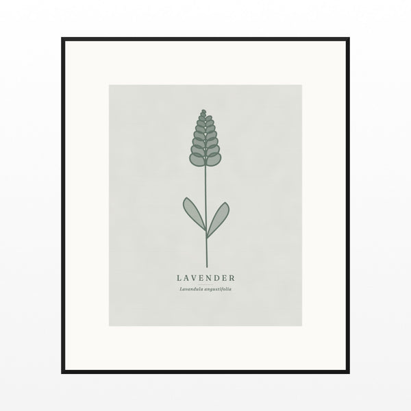 Soft Sage Lavender Printable Wall Art – Limited Edition Giclée Art Print | Instant Digital Download — Black gallery mat
